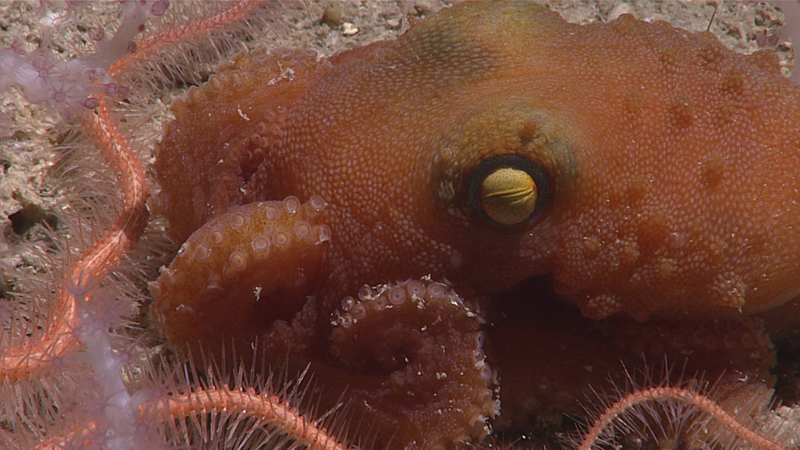 A close-up of a reddish-brown octopus with a prominent eye and tentacles.
