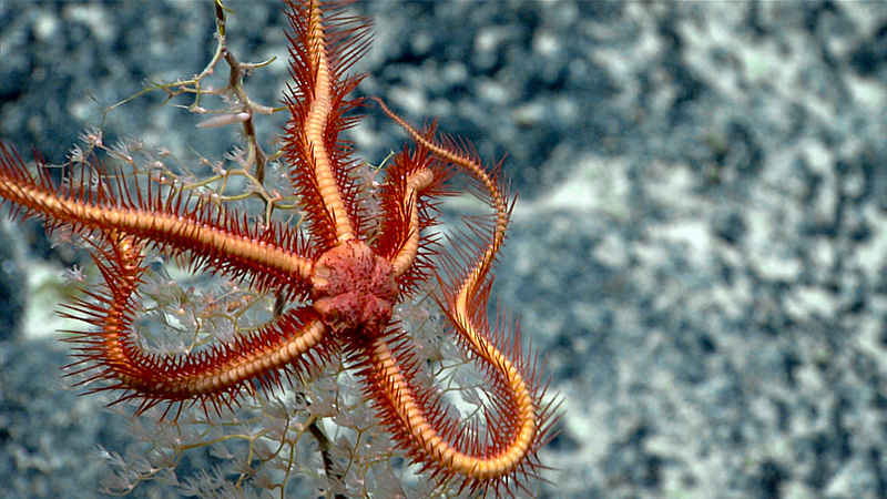 Bright orange brittle star on coral underwater.