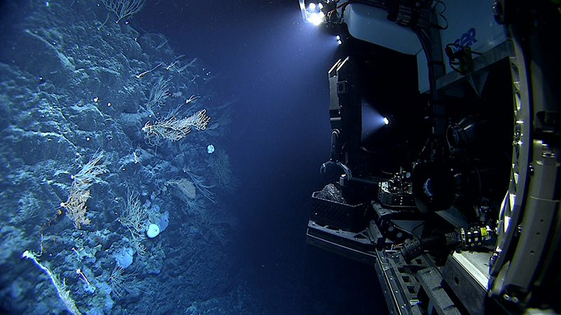 Underwater view of rocky ocean floor with corals, sponges, and a submersible with lights.