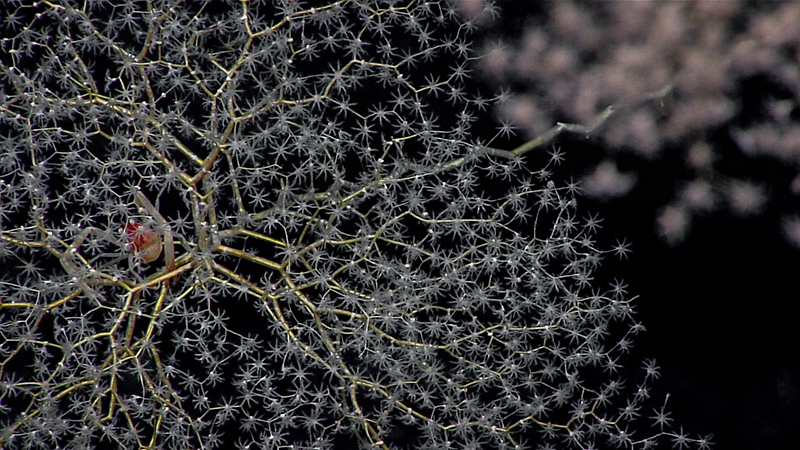 Intricate network of fine, lace-like structures with star-like formations against a dark background.