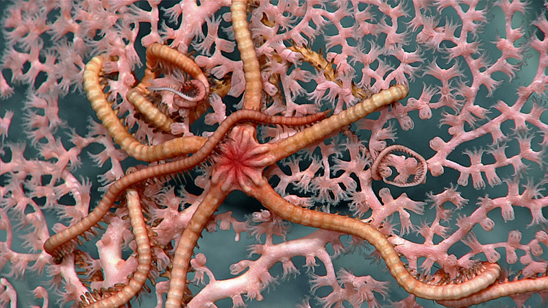 A brittle star with banded arms on pink coral underwater.