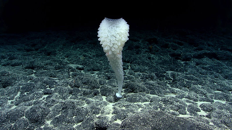 White, translucent marine structure on a rocky ocean floor.