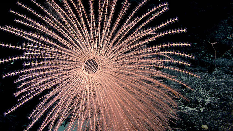 A crinoid with feathery, radial arms against a dark ocean floor background.