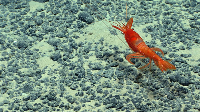 A bright red shrimp-like marine creature on a seabed with dark rocks.