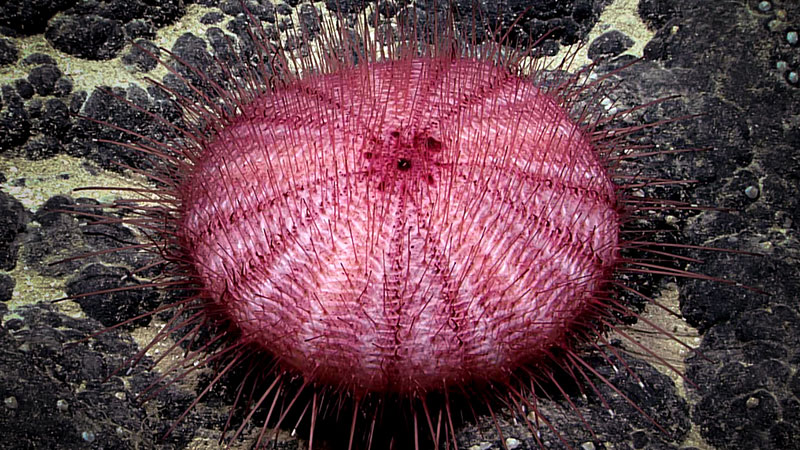 Pink sea urchin with radiating spines on a dark rock surface.