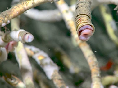 During the fourth dive of the Seascape Alaska 3 expedition, the team was able to verify the presence of a gas seep first discovered in seafloor mapping data collected during the first Seascape Alaska expedition, finding bubbles from four active seeps, <i>in situ</i> methane hydrates, methane-derived authigenic carbonates, cemented worm tubes, dense clusters of very healthy chemosynthetic tubeworms that likely buried additional active seeps, Vesicomyidae clams, and a variety of additional marine life.