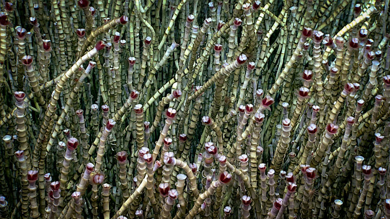 Close-up of the tubeworms imaged during Dive 04 of the Seascape Alaska 3 expedition, showing the red hemoglobin-filled tentacles that bind with oxygen and sulfide. The part of the tubeworms that is visible above the seafloor is estimated to be 70 to 100 centimeters (2 to 3 feet) long, and the tips containing the tentacles are up to 1.5 centimeters (0.6 inches) across.