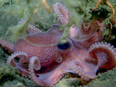 This tiny octopus (Muusoctopus sp.) was seen nestled into a hole around an old sponge stalk covered in hydroids, anemones, and other associated fauna. Observed at a depth of 1,462 meters (4,797 feet) during Seascape Alaska 3 Dive 08.