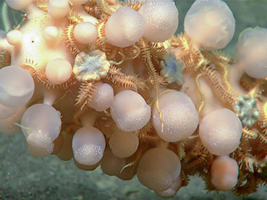 A carnivorous “ping pong sponge” sponge  (Chondrocladia sp. cladorhizidae) covered in brittle stars (genus Ophiacantha). Observed during Dive 08 of the Seascape Alaska 3 expedition at a depth of 1,475 meters (4,840 feet), the team collected this sponge for further analysis and during collection, we were able to get a good look at the intensive “root” structure of these sponges.