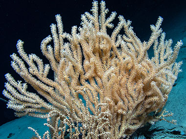 Bamboo Coral