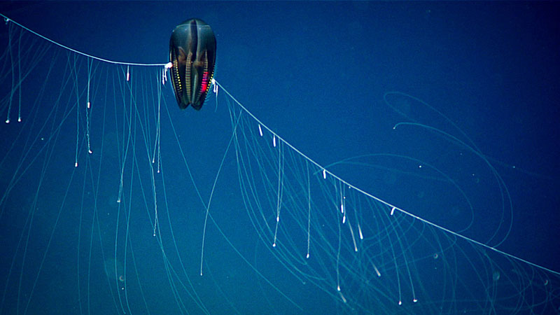 A deep-sea ctenophore (comb jelly) with long tentacles in a blue ocean setting.