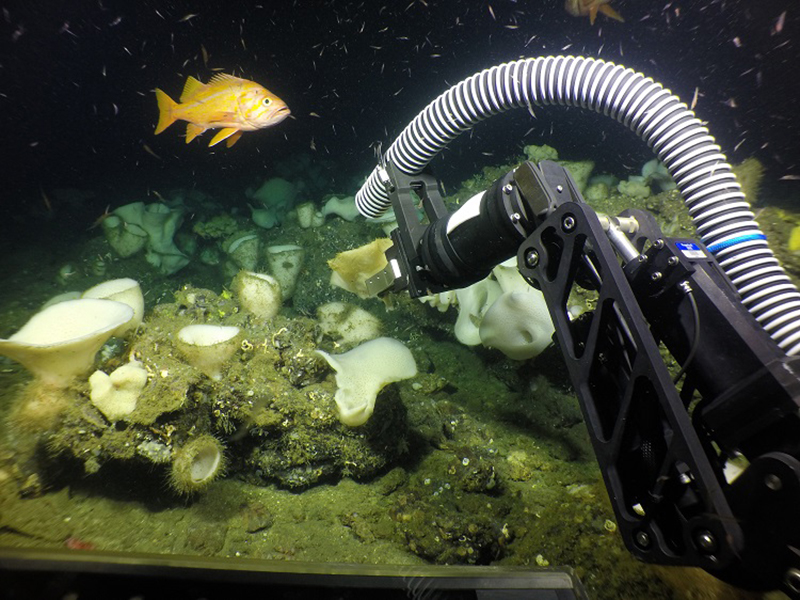 Deep Sea Corals Research on the West Coast