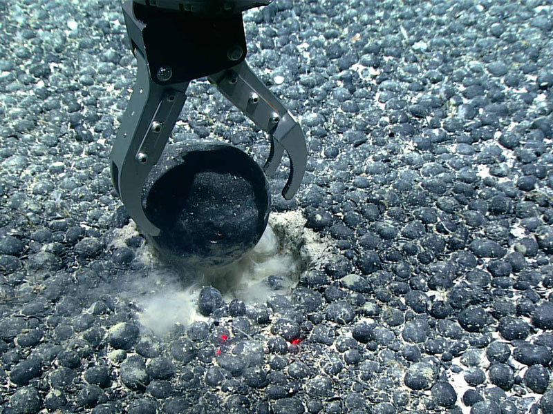 A ferromanganese-coated cobble more than 10 centimeters (4 inches) in diameter was collected during Dive 16 of the 2021 North Atlantic Stepping Stones expedition. We also collected many smaller ferromanganese nodules and sediment using the remotely operated vehicle’s suction sampler. The size and distribution of the nodules remained similar throughout the length of the ferromanganese nodule field traversed during the dive.